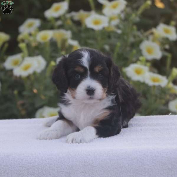 Bella, Cavapoo Puppy